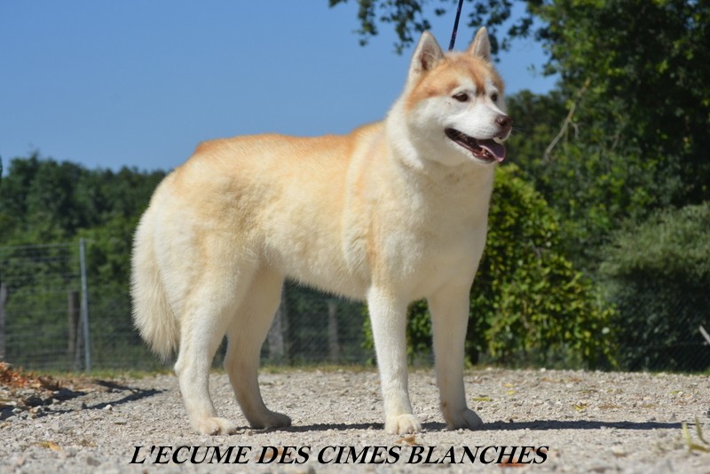 Jalyxia des rèves polaires