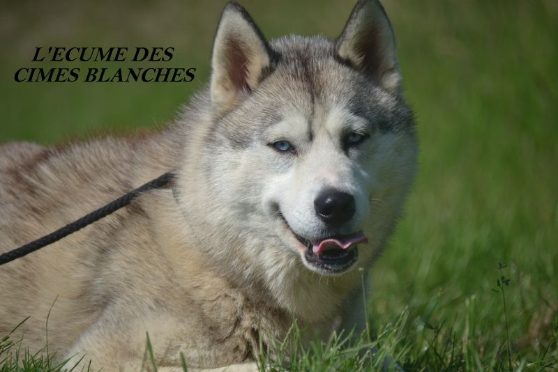Open your eyes de l'écume des cimes blanches