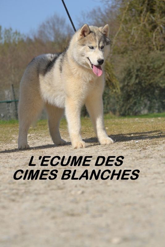 Really sweet de l'écume des cimes blanches