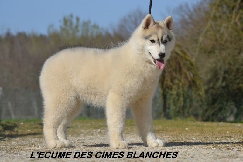 Ready for look me de l'écume des cimes blanches