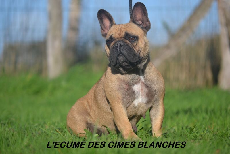 Rapporteuse de l'écume des cimes blanches