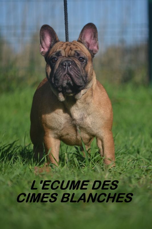 Si tu veux ou si tu veux pas de l'écume des cimes blanches