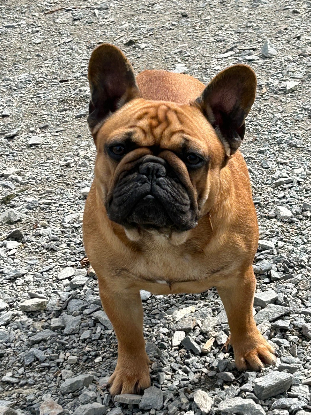 Tic tac de l'écume des cimes blanches