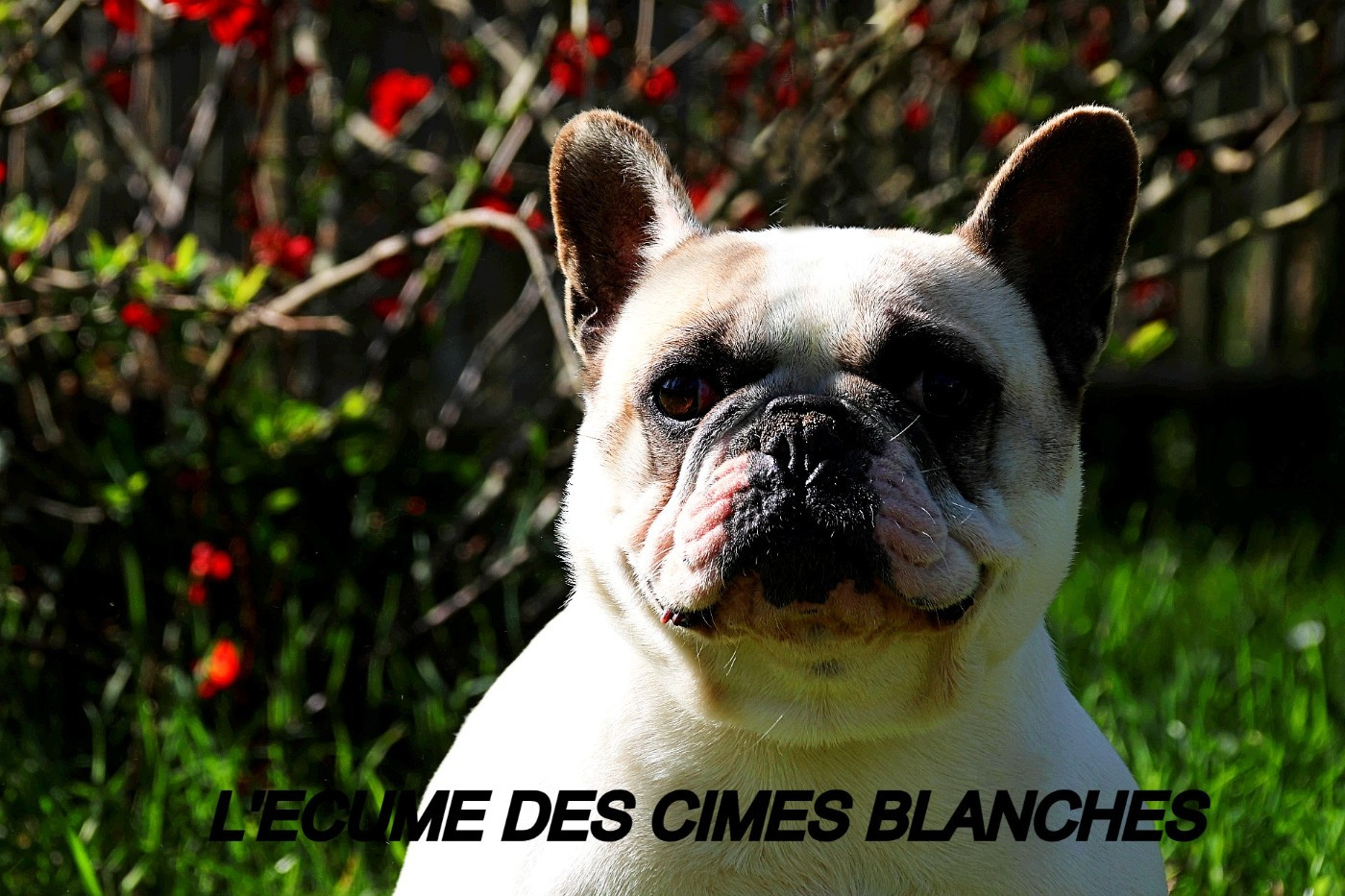 Toutatis de l'écume des cimes blanches