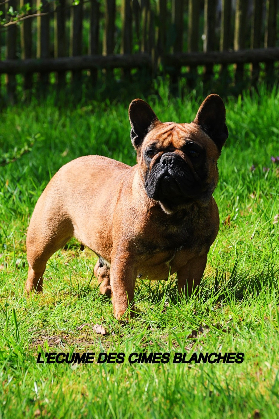 Un style comme jamais de l'écume des cimes blanches