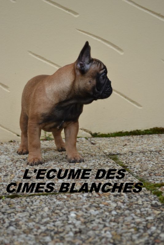 Un style comme jamais de l'écume des cimes blanches