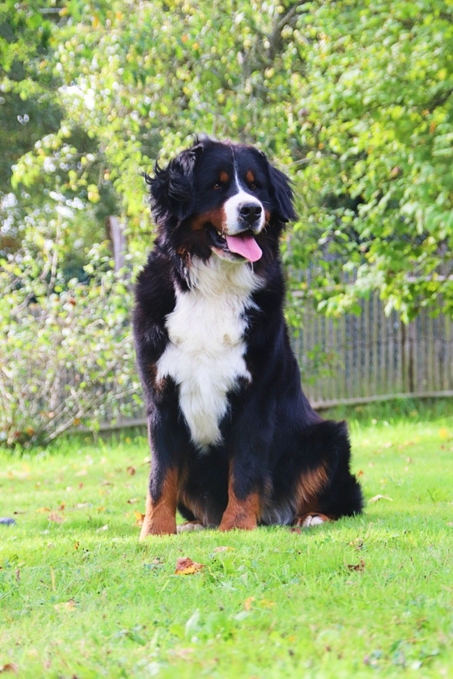 UNE TACHE De la colline de rilhat