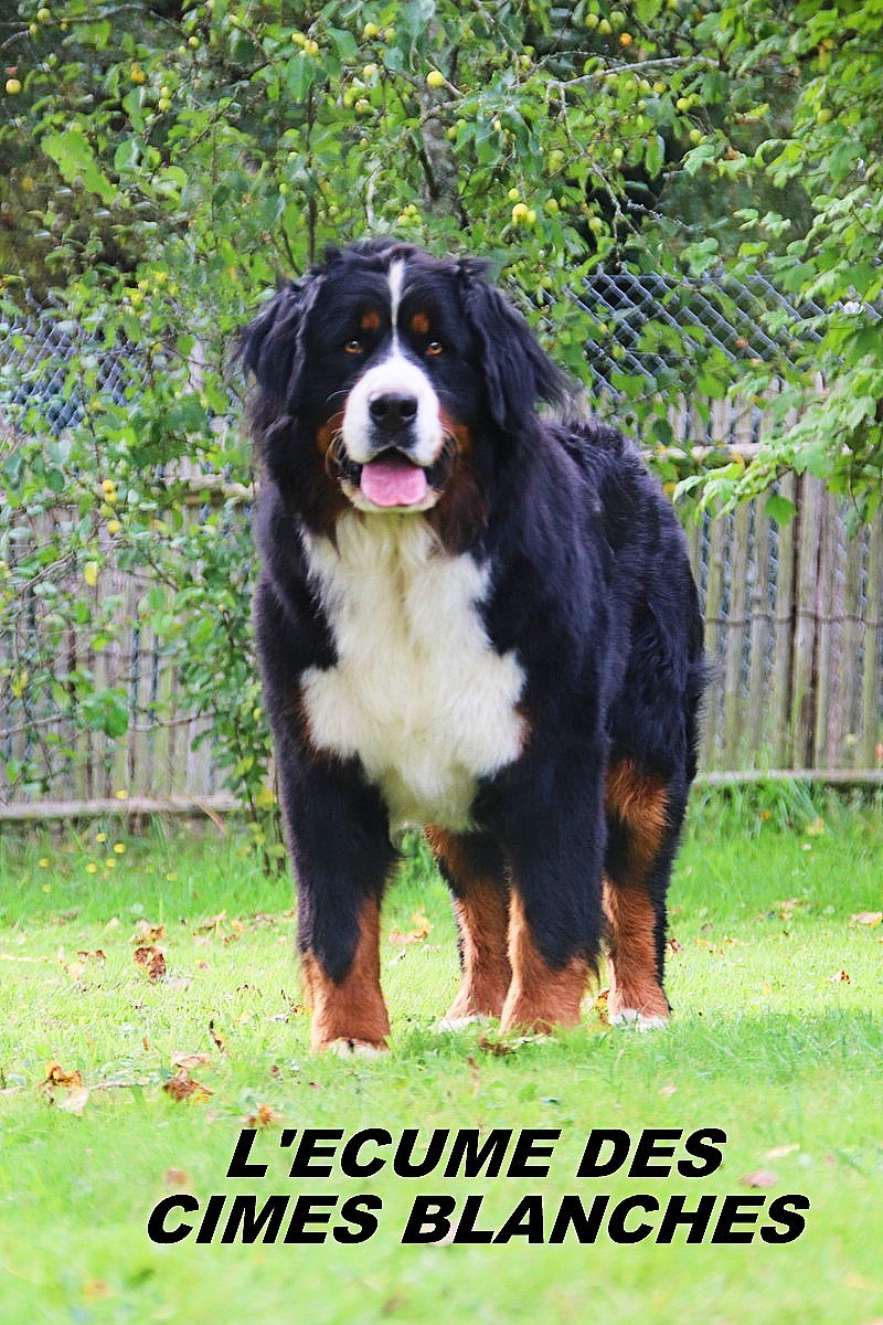 UNE TARTINE De la colline de rilhat