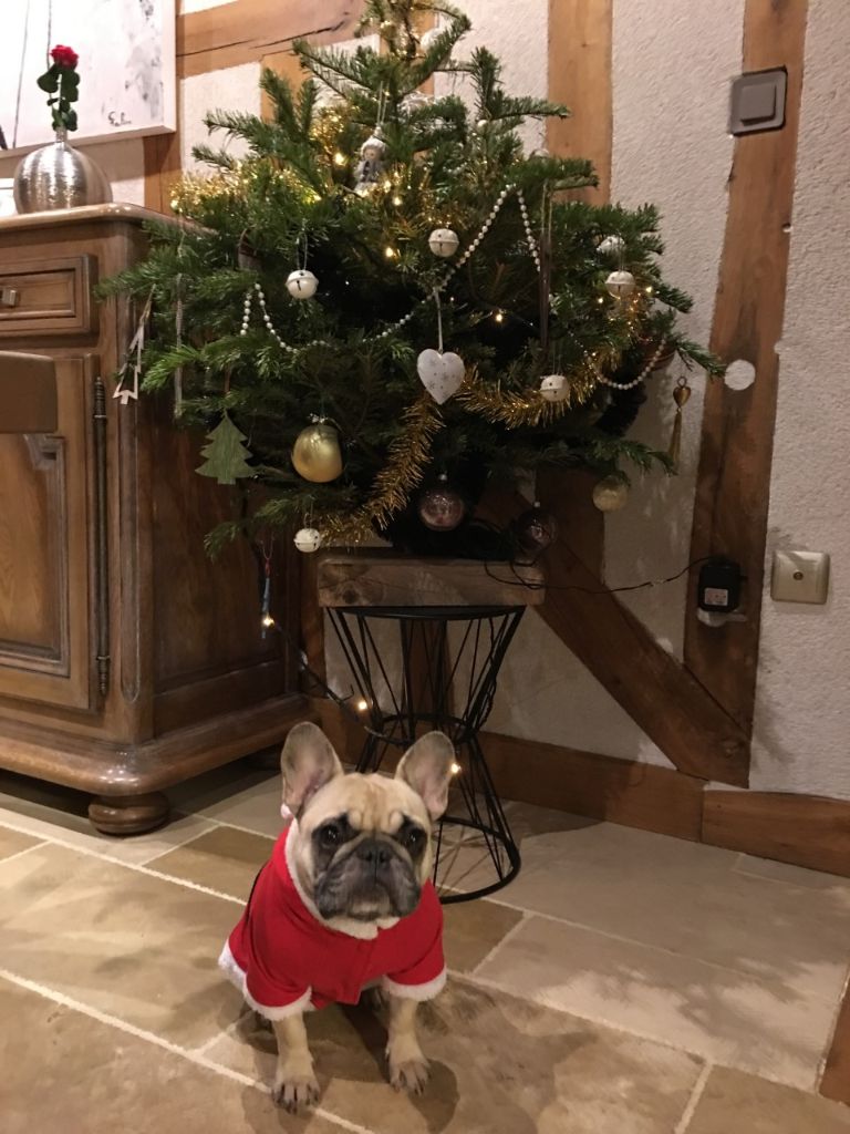 JOYEUX NOEL O'LILY !!!