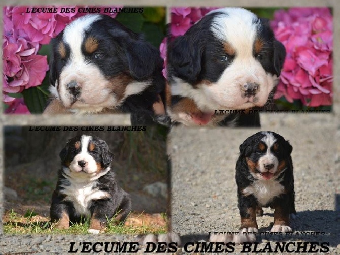 Chiots disponibles à la réservation !!