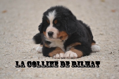 BABY DISPONIBLE FIN SEPTEMBRE