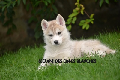 de l'écume des cimes blanches - CHIOTS DISPONIBLES !