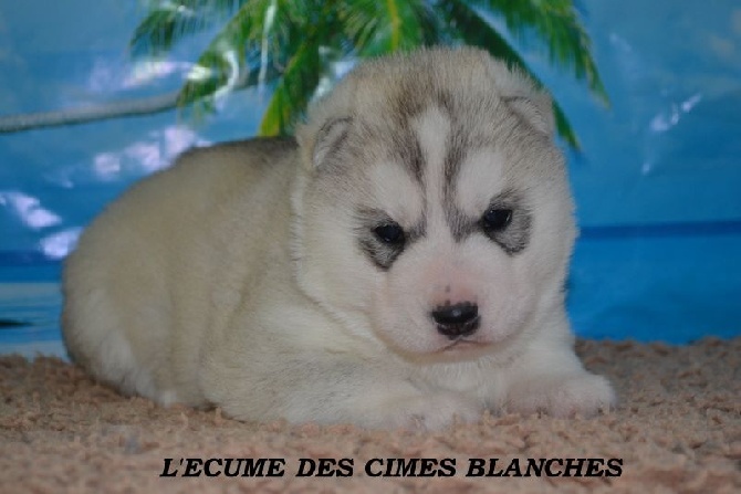 de l'écume des cimes blanches - Chiot disponibles à la réservation