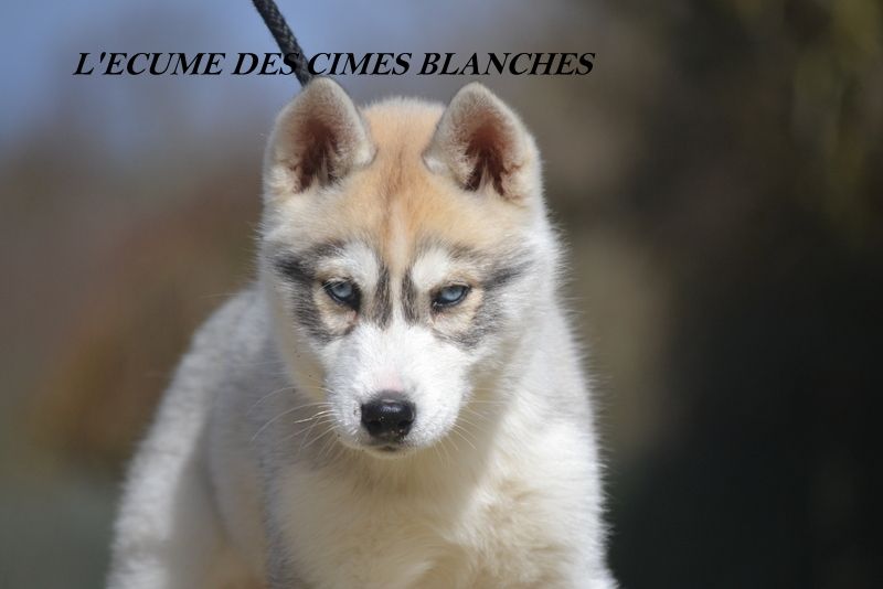 de l'écume des cimes blanches - Chiot femelle disponible !!