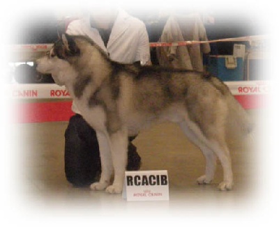 de l'écume des cimes blanches - Résultat du PARIS DOG SHOW