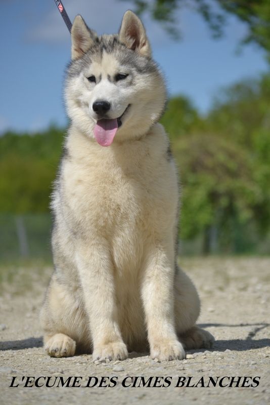 de l'écume des cimes blanches - Chiot femelle disponible !!