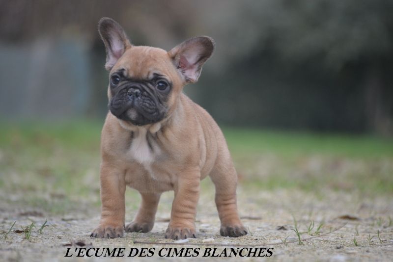 Chiot femelle disponible !!