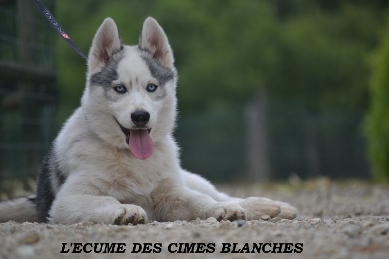 de l'écume des cimes blanches - Chiot mâle disponible !!