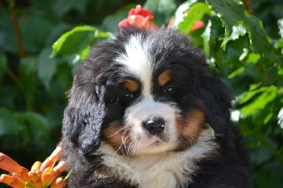 LES BABY DE CERENA ET DOLBY...