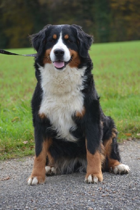 Femelles adulte à placer