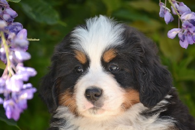 Reste une femelle de disponible !!