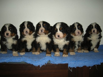 de l'écume des cimes blanches - LES BABY DE CERENA...