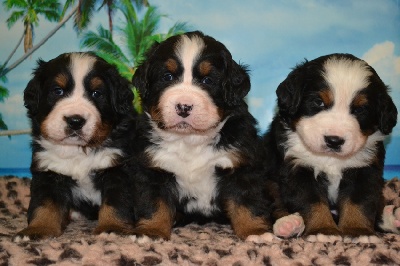 de l'écume des cimes blanches - LES BABY D'ILONA...