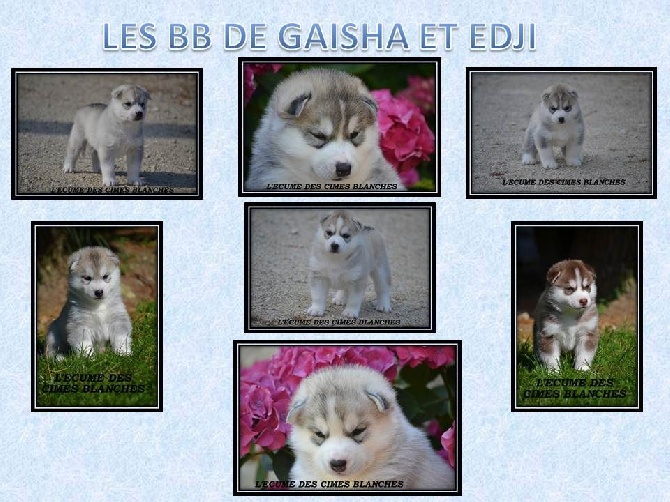 de l'écume des cimes blanches - Chiots disponibles à la réservation !!!