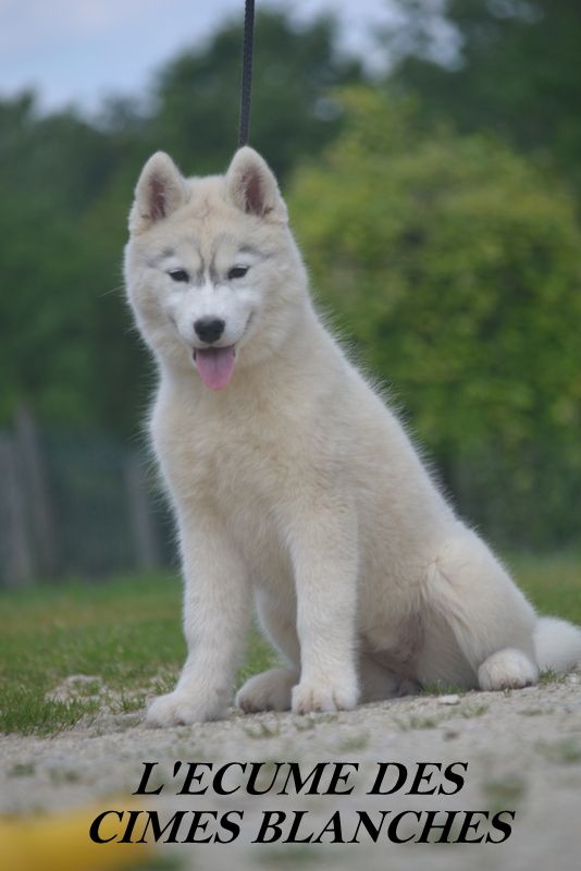 de l'écume des cimes blanches - Chiot femelle disponible !!