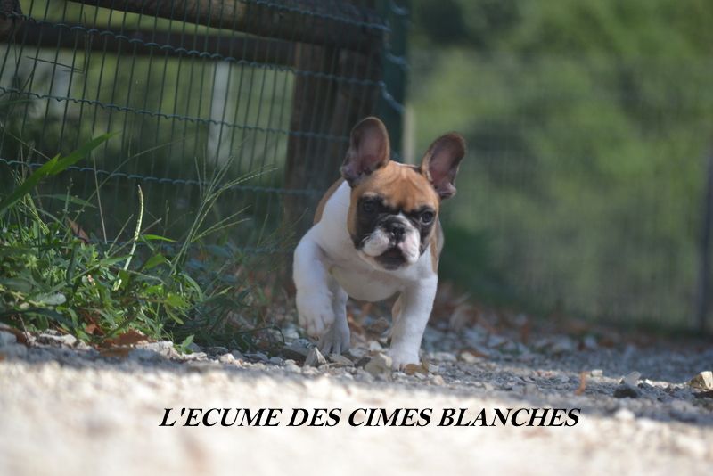 Chiot Bouledogue français de l'écume des cimes blanches