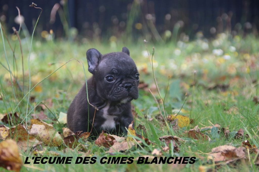 de l'écume des cimes blanches - Chiots disponibles - Bouledogue français