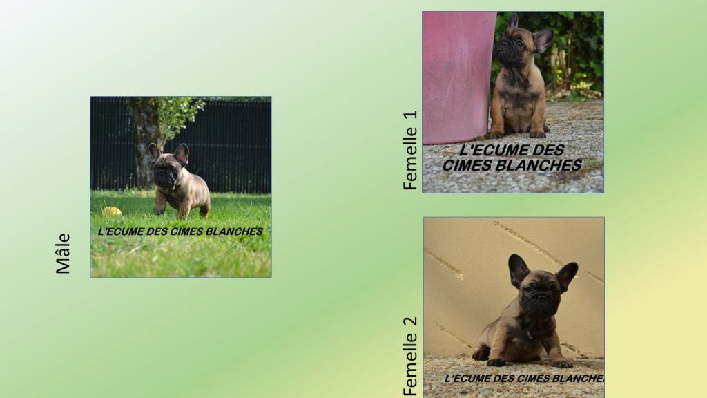Chiot Bouledogue français de l'écume des cimes blanches