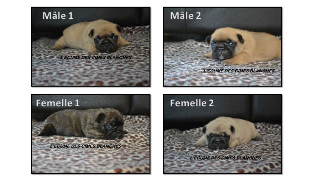 Chiot Bouledogue français de l'écume des cimes blanches