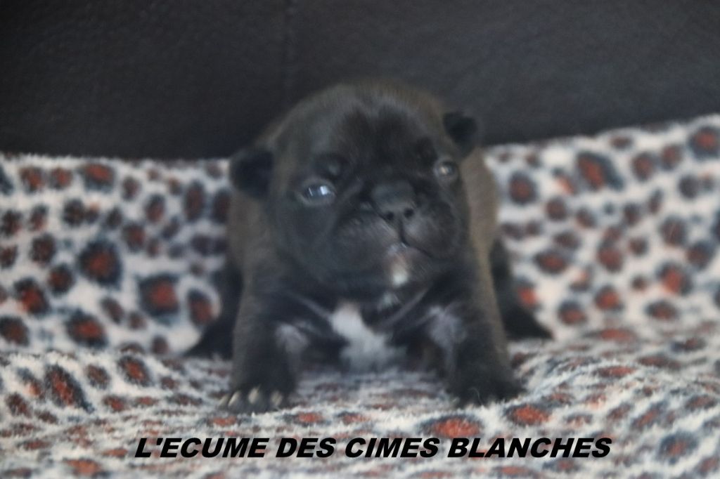 Chiot Bouledogue français de l'écume des cimes blanches