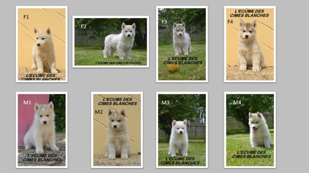 Chiot Siberian Husky de l'écume des cimes blanches