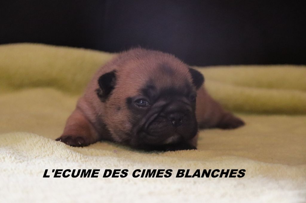 de l'écume des cimes blanches - Chiots disponibles - Bouledogue français