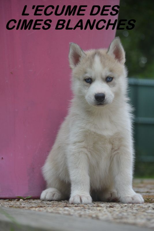 TOGO