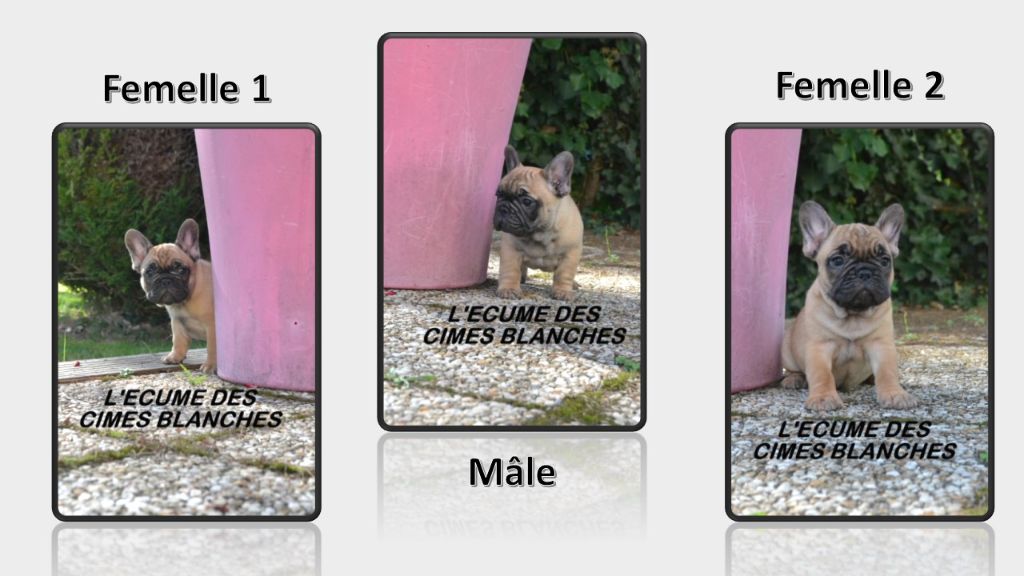 Chiot Bouledogue français de l'écume des cimes blanches