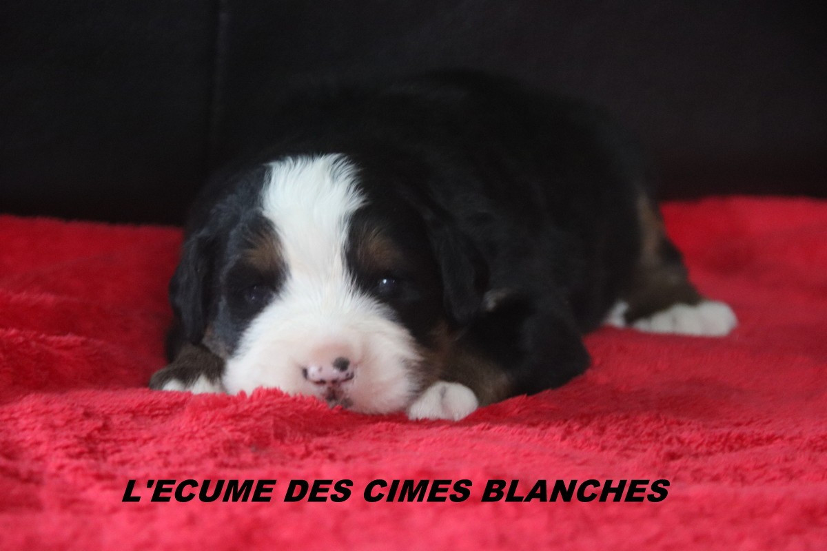 de l'écume des cimes blanches - Chiots disponibles - Bouvier Bernois