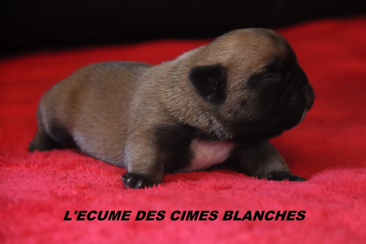 de l'écume des cimes blanches - Chiots disponibles - Bouledogue français