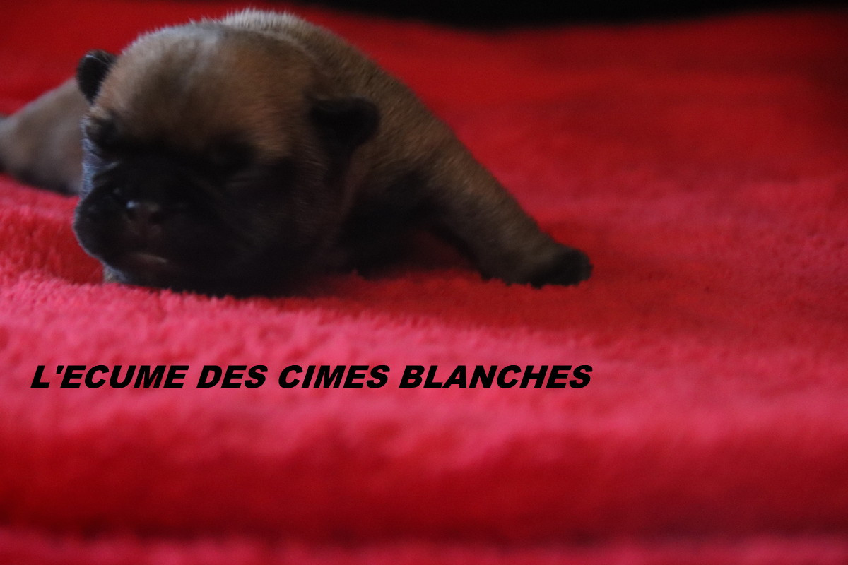 de l'écume des cimes blanches - Chiots disponibles - Bouledogue français