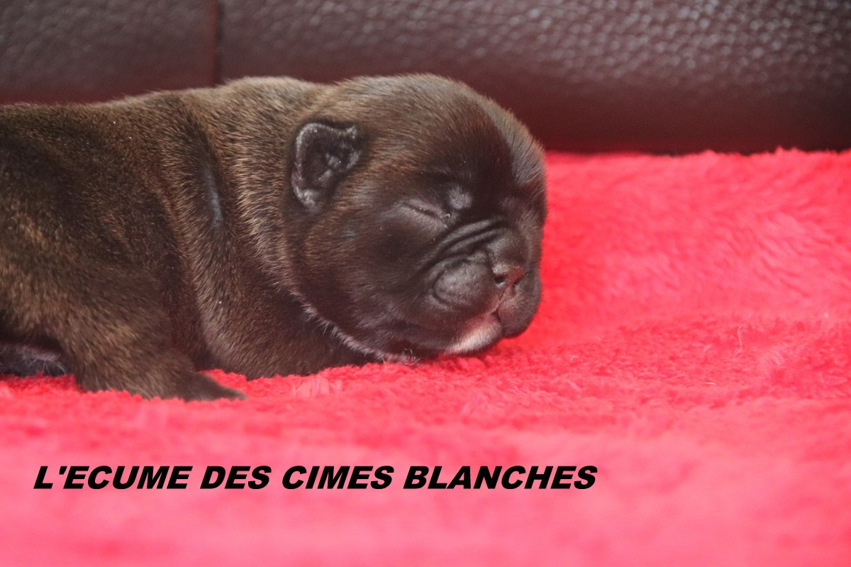 de l'écume des cimes blanches - Chiots disponibles - Bouledogue français
