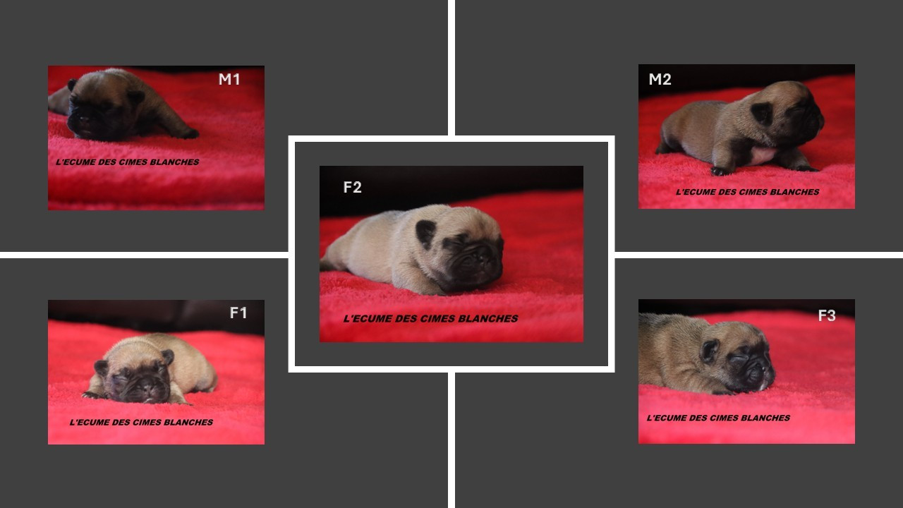 Chiot Bouledogue français de l'écume des cimes blanches