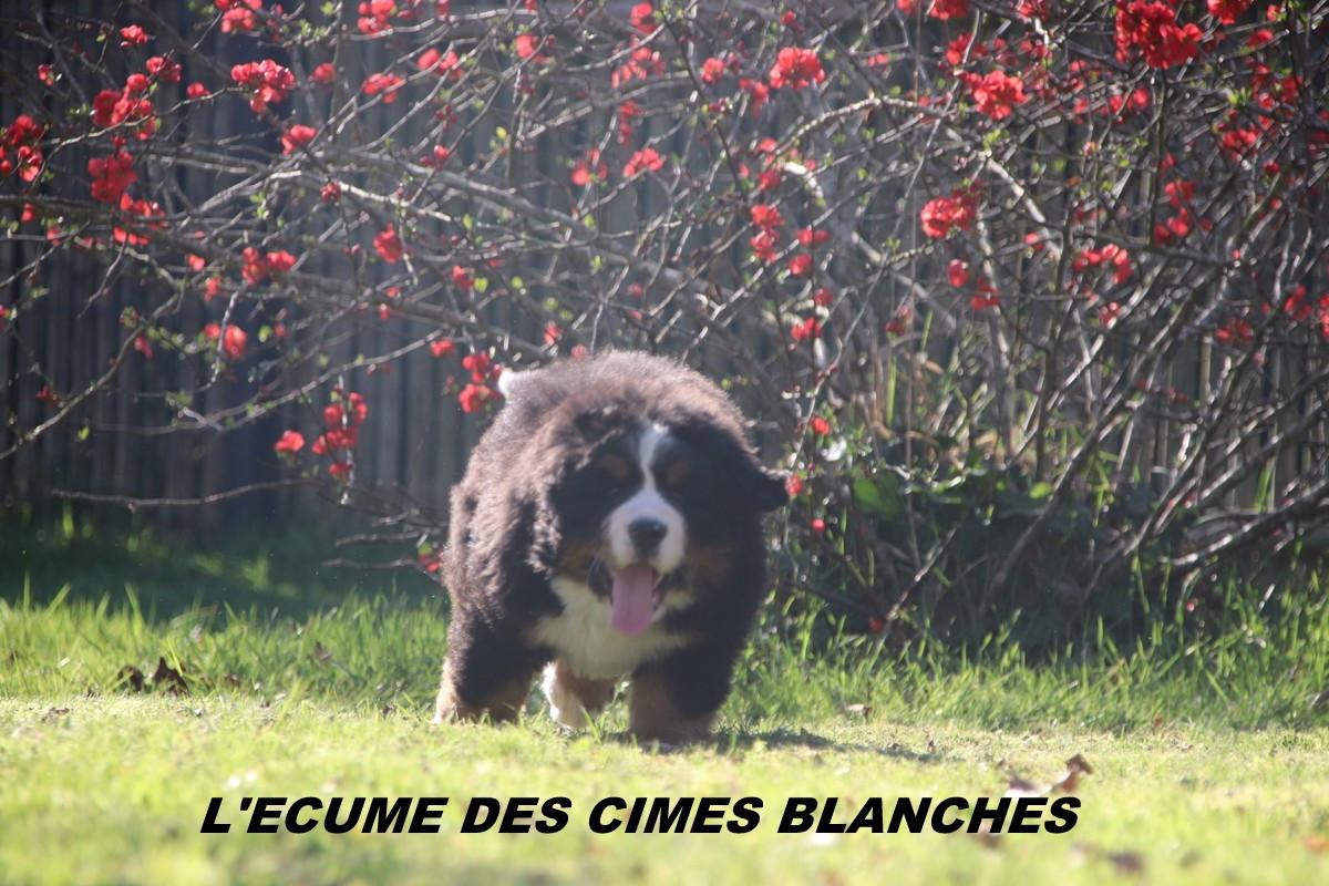 de l'écume des cimes blanches - Chiots disponibles - Bouvier Bernois