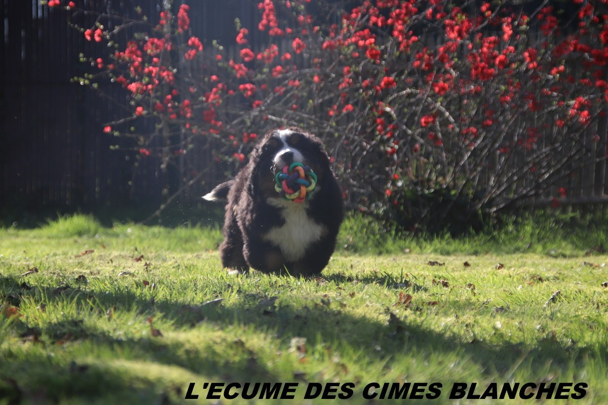 Chiot Bouvier Bernois de l'écume des cimes blanches