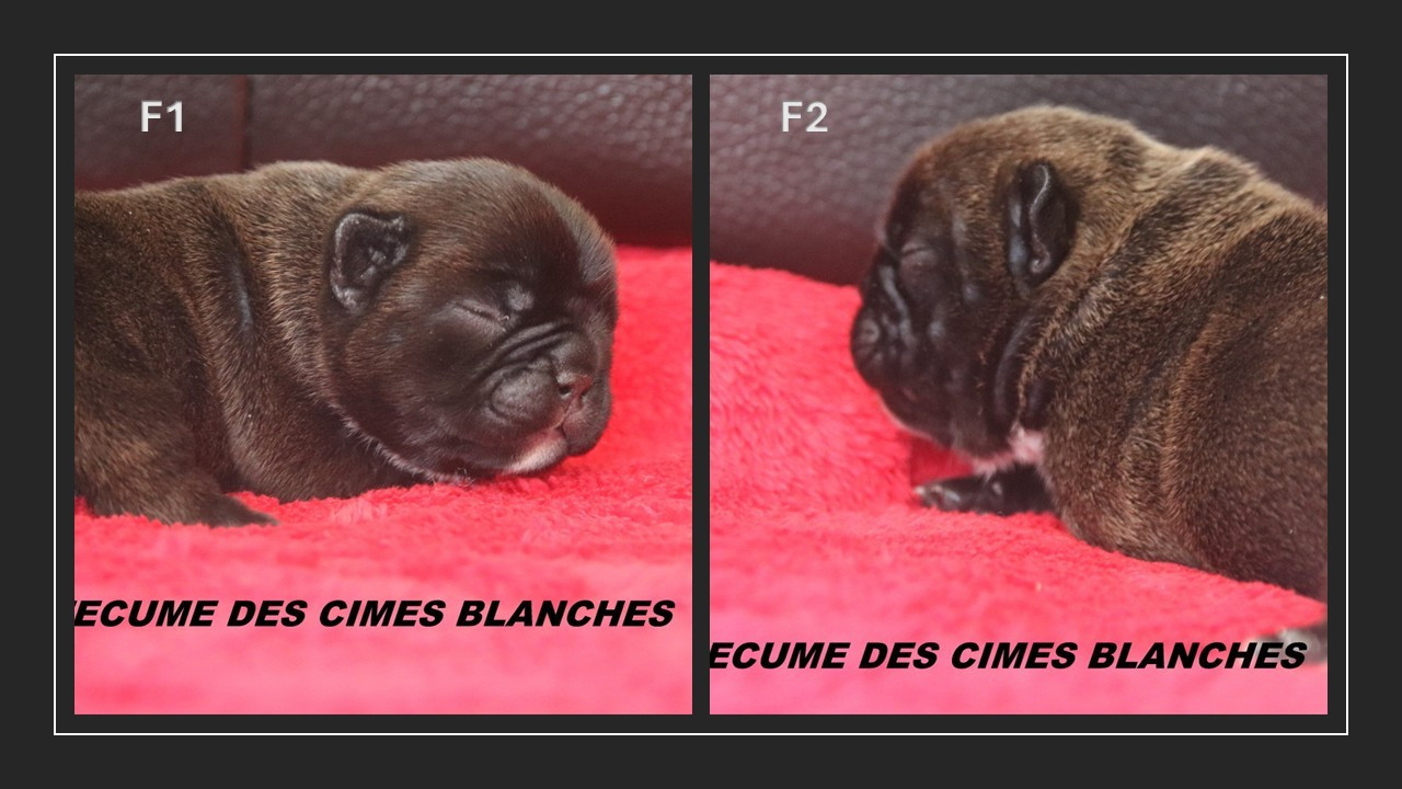 de l'écume des cimes blanches - Bouledogue français - Portée née le 24/02/2026