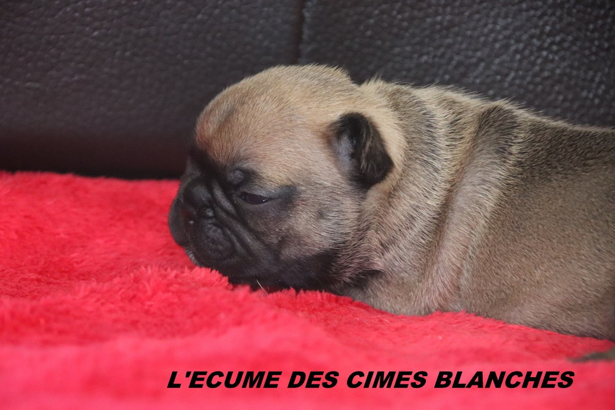 de l'écume des cimes blanches - Chiots disponibles - Bouledogue français