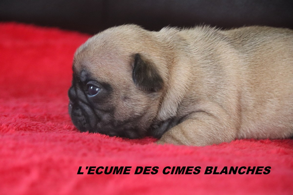 de l'écume des cimes blanches - Chiots disponibles - Bouledogue français