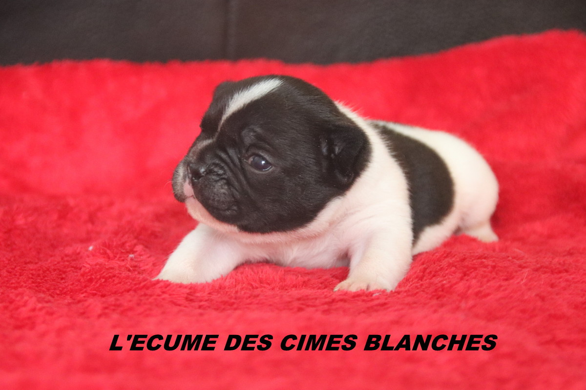 de l'écume des cimes blanches - Chiots disponibles - Bouledogue français
