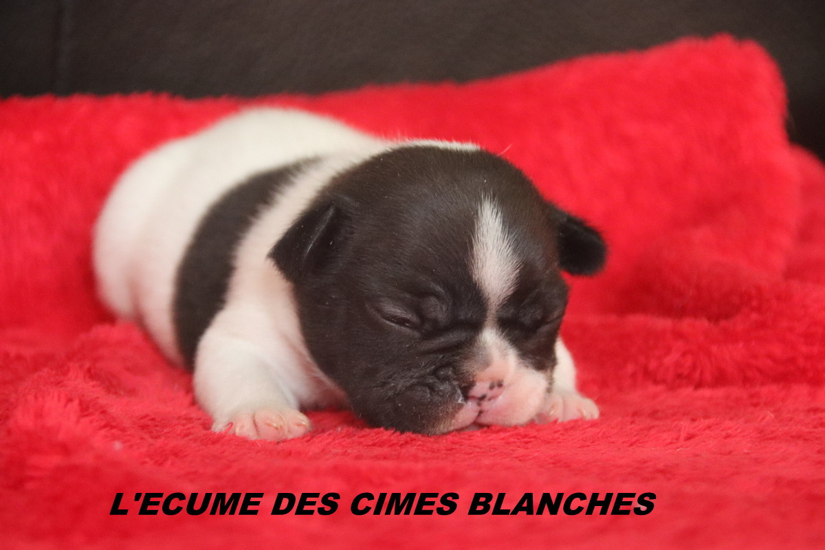 de l'écume des cimes blanches - Chiots disponibles - Bouledogue français